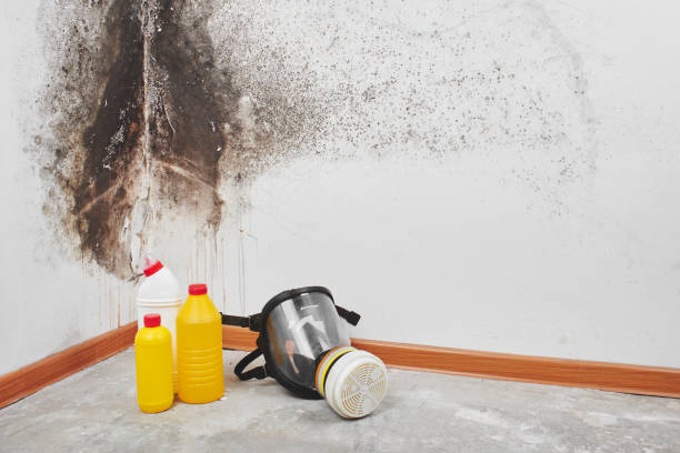 Attic Mold Removal in Salem, NC