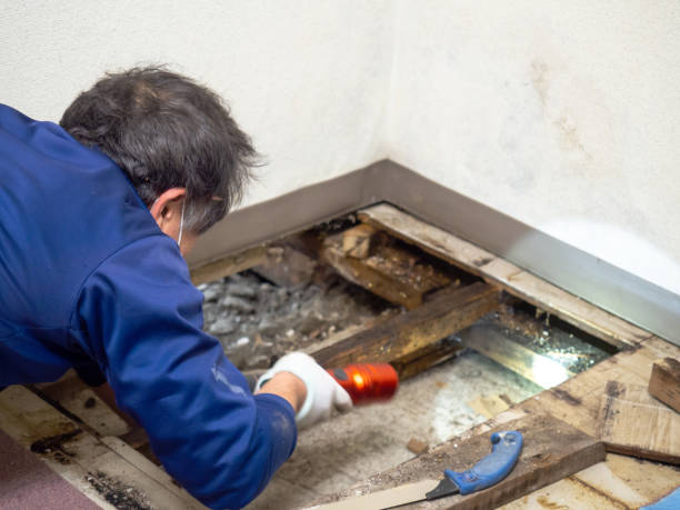 Best Home Mold Removal  in Salem, NC