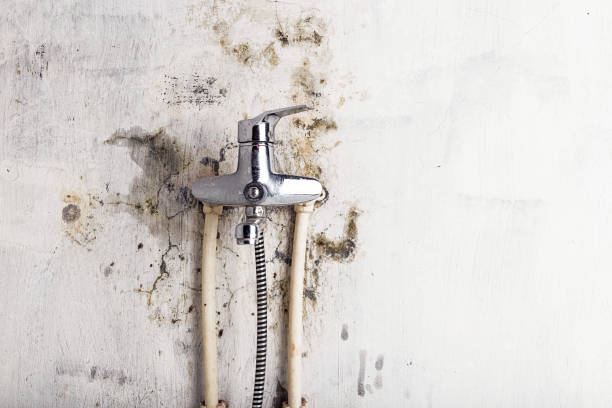 Professional Mold Removal in Salem, NC