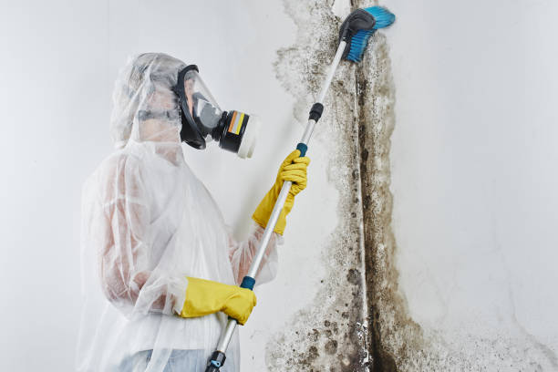 Best Black Mold Removal  in Salem, NC
