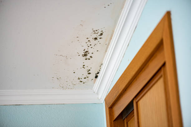 Best Best Mold Removal Companies  in Salem, NC