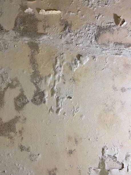 Best Fast Mold Removal  in Salem, NC