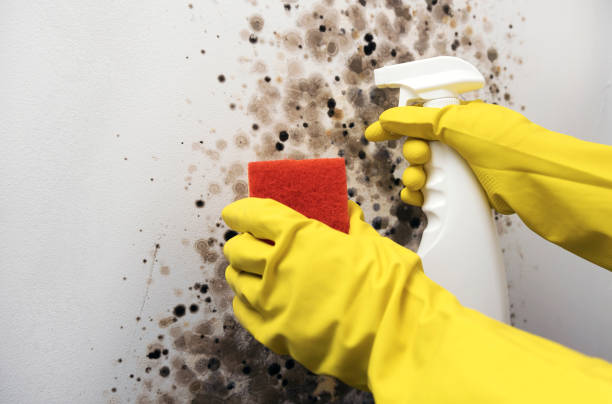 Best Emergency Mold Removal  in Salem, NC