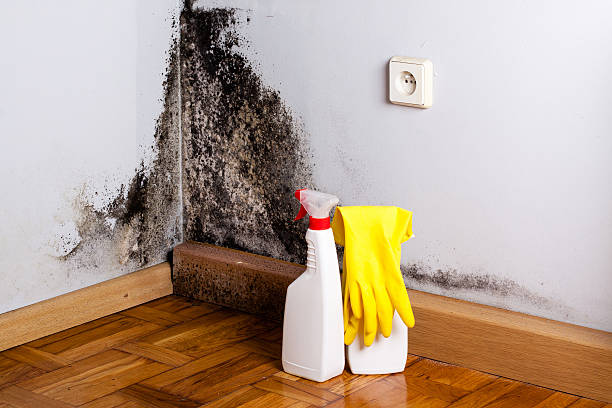 Best Mold Cleaning Services  in Salem, NC