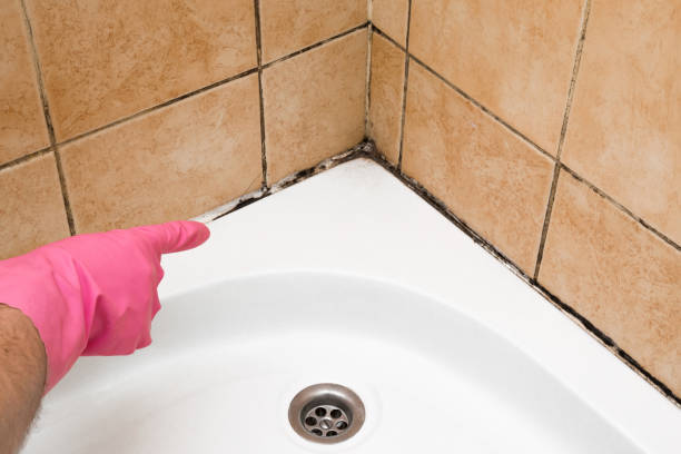 Best Crawl Space Mold Removal  in Salem, NC